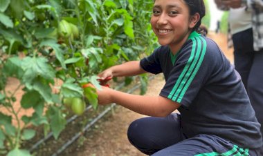 Escuela antorchista de Tecomatlán destaca con proyectos de producción de jitomate