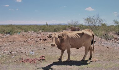 Cae precio de ganado en Zacatecas por falta de alimentos y agua