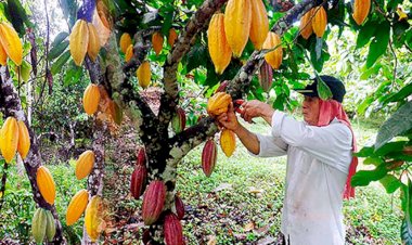 En riesgo, cultivos del Soconusco por altas temperaturas