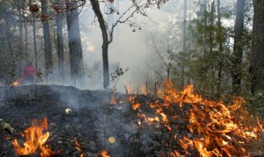 Una llamada urgente para salvar los bosques