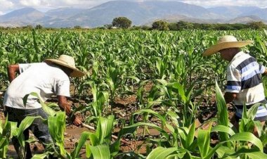 Recurren a cultivo de avena en Cuencamé ante inacción de Gobierno