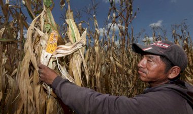 El campo sigue en espera: Segalmex y la deuda con los campesinos