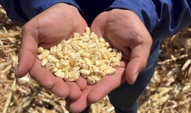 Soberanía alimentaria, entre promesas y fracasos