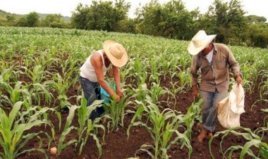 Urge la atención al campo guerrerense