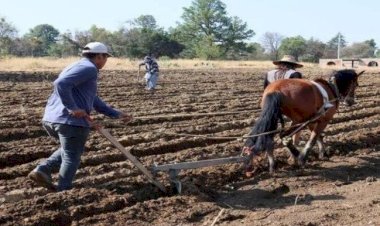 Falta de apoyos y burocracia ahogan a campesinos: Marcos Vásquez